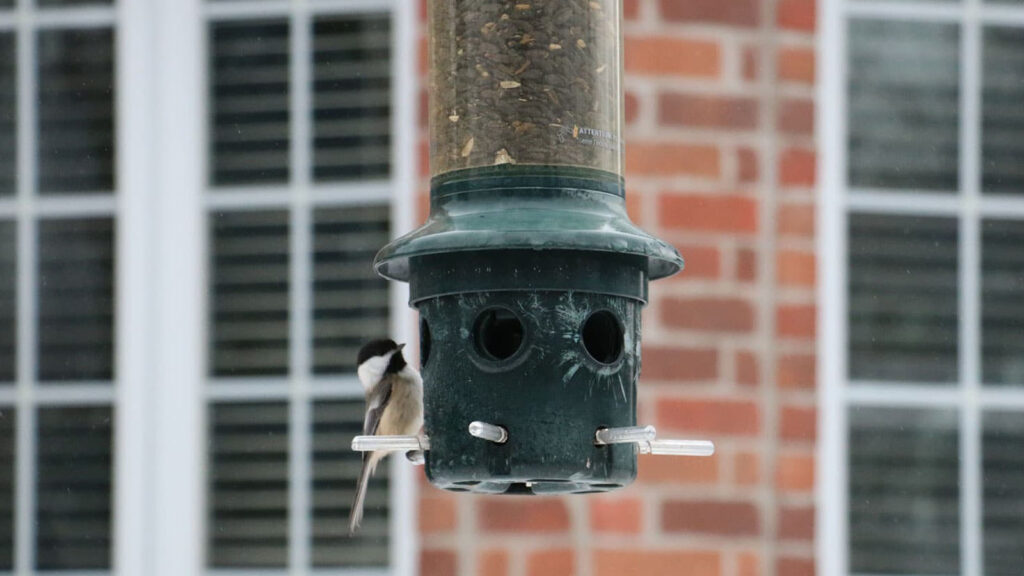 Bird Window Collisions Featured