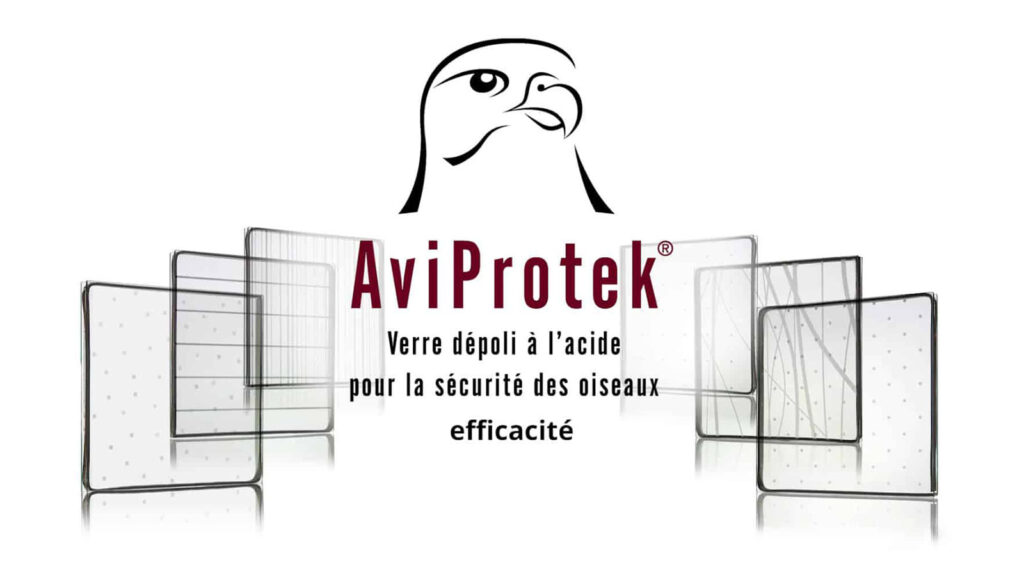 Effectiveness Of Aviprotek Bird Friendly Glass Featured Fr